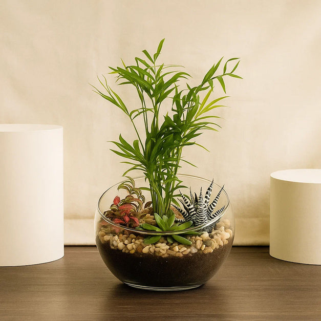 Mini Plant Glass Terrarium