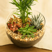 Mini Plant Glass Terrarium