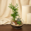 Mini Plant Glass Terrarium