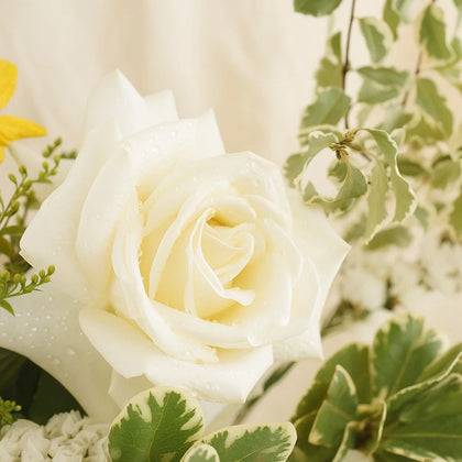 فازة ورود أنغام الصباح