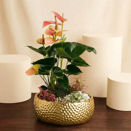 حديقة أنثوريوم و نباتات فيتونيا