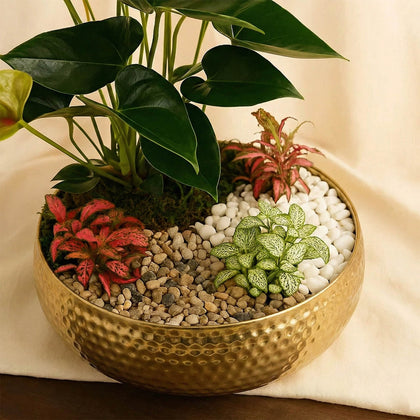 حديقة أنثوريوم و نباتات فيتونيا