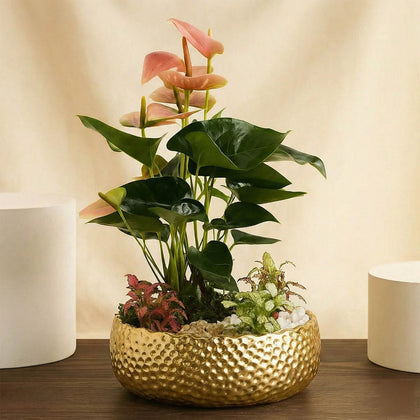 Pink Anthurium n Fittonia Garden