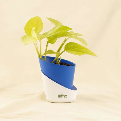 Elegant Money Plant Red Pot