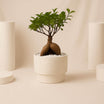 Outdoor Bonsai Plant in White Ceramic Pot