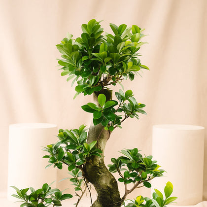 Indoor Plants | S shape Bonsai Plant