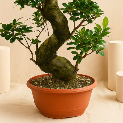 Indoor Plants | S shape Bonsai Plant