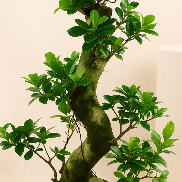 نباتات داخلية | نبته بونساي كبيرة متعرجة