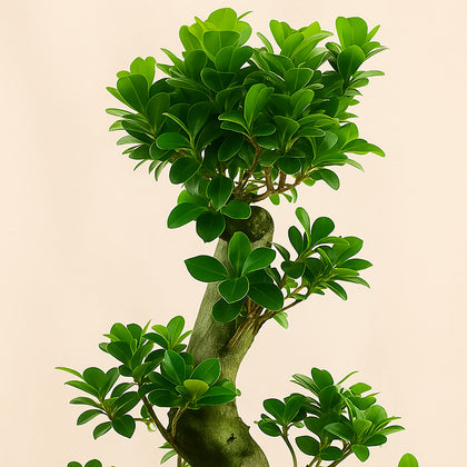 Indoor Plants | S shape Bonsai Plant