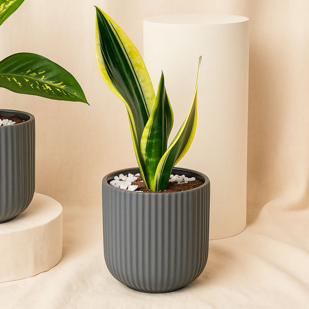 Snake & Dieffenbachia in Two Grey Planters