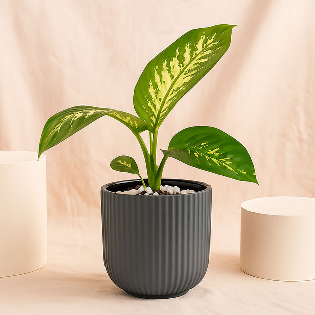 Snake & Dieffenbachia in Two Grey Planters