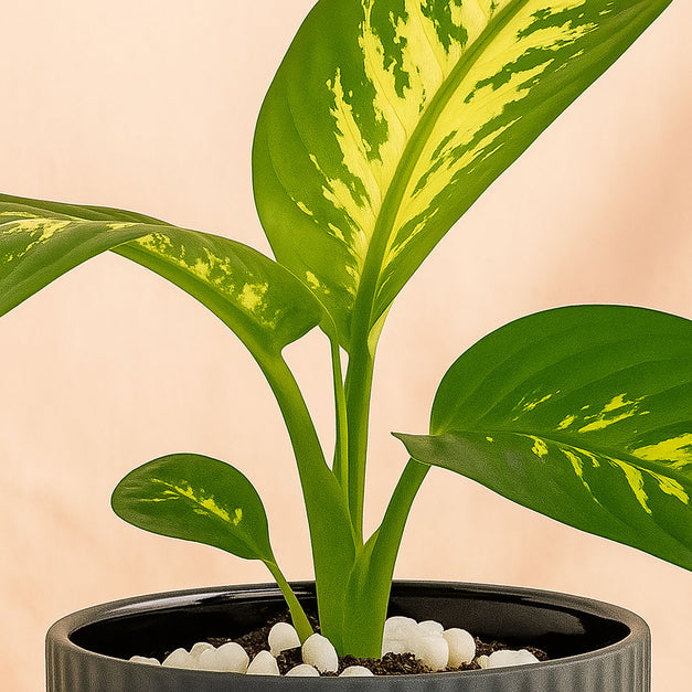 Snake & Dieffenbachia in Two Grey Planters