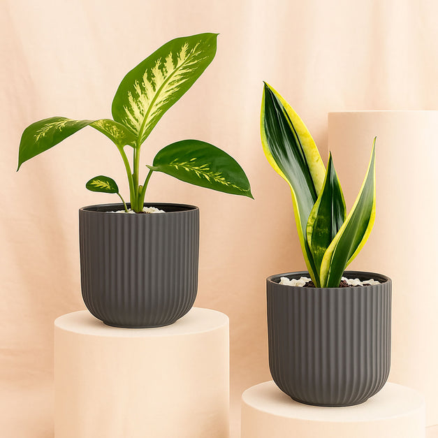 Snake & Dieffenbachia in Two Grey Planters