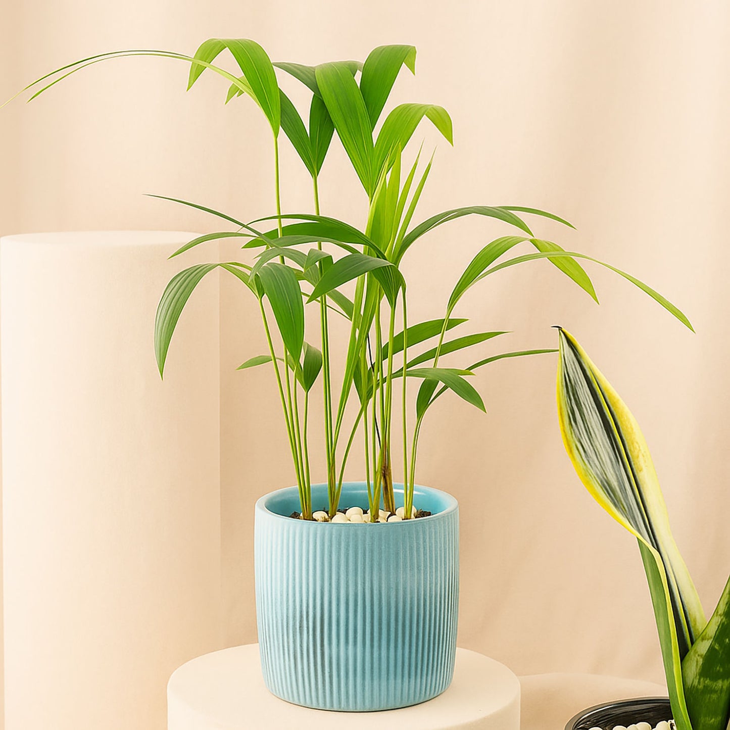 مجموعة ثلاثية | أصيص تنقية الهواء