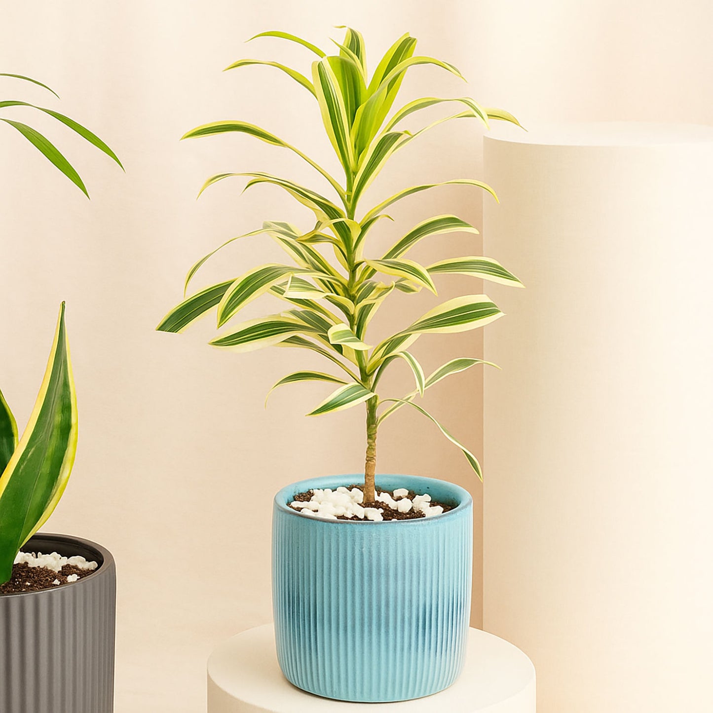 مجموعة ثلاثية | أصيص تنقية الهواء