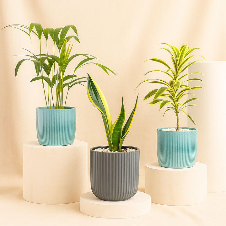 مجموعة ثلاثية | أصيص تنقية الهواء