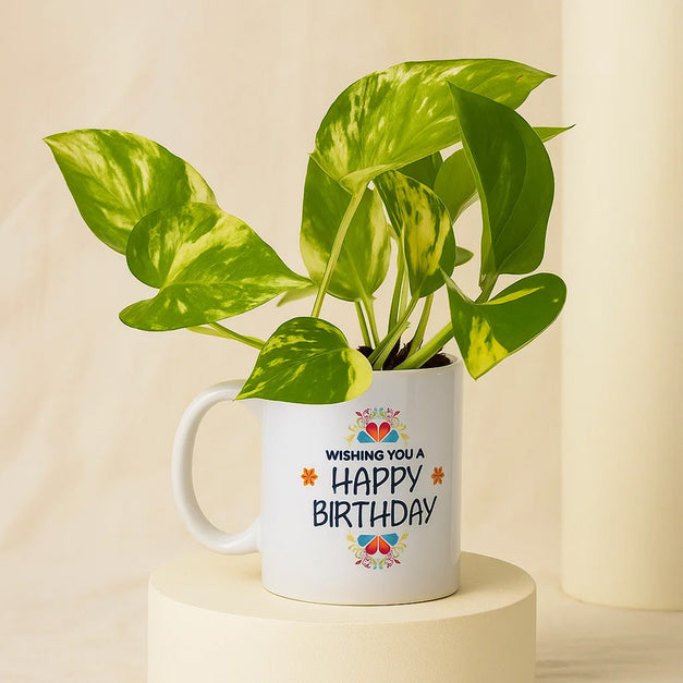 مج عيد الميلاد | أصيص نبتة المال