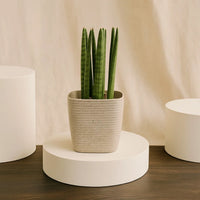 Sansevieria Plant | Elegant Pot