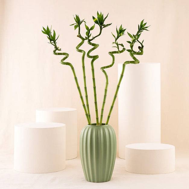 Spiral Lucky Bamboo in Premium Vase