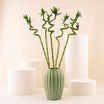 Spiral Lucky Bamboo in Premium Vase
