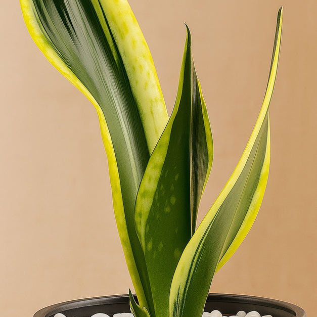 نبتة الثعبان في أصيص رمادي أنيق