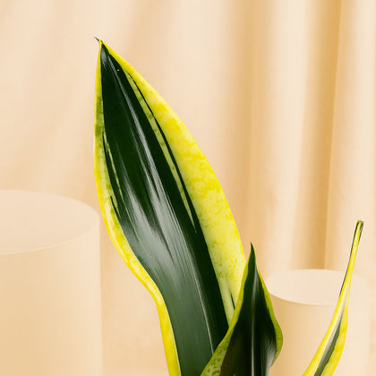 نبتة الثعبان في أصيص رمادي أنيق