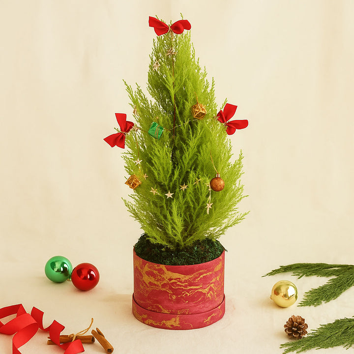 Decorated Festival Cupressus Plant