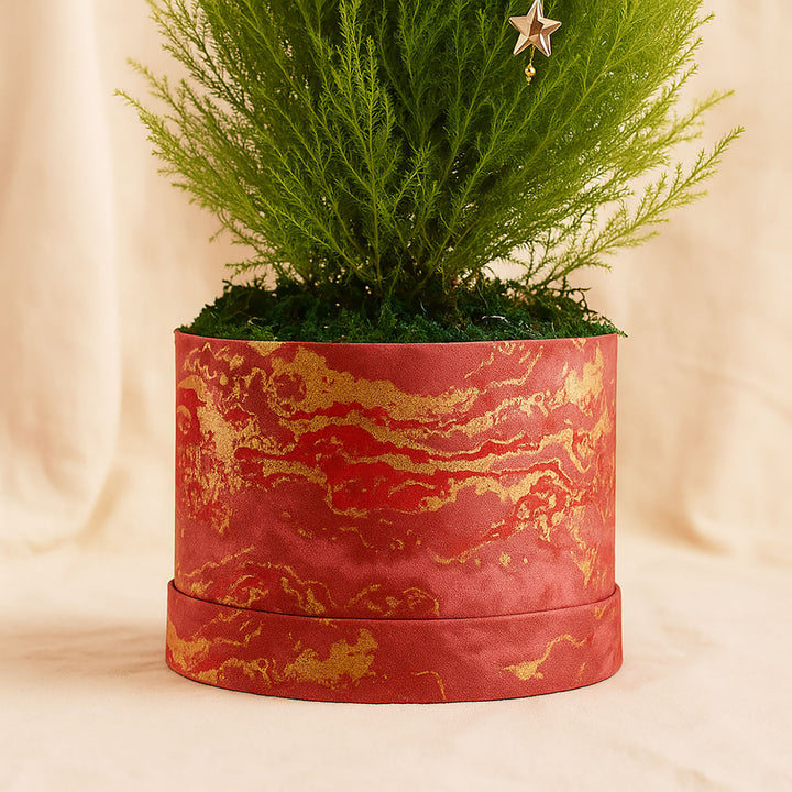 Decorated Festival Cupressus Plant