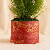 Decorated Festival Cupressus Plant