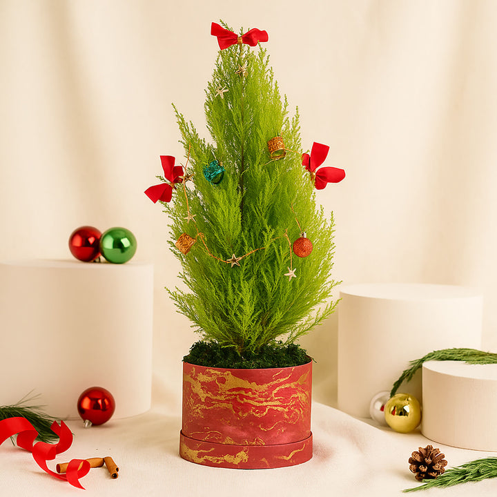 Decorated Festival Cupressus Plant