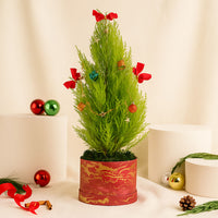 Decorated Festival Cupressus Plant