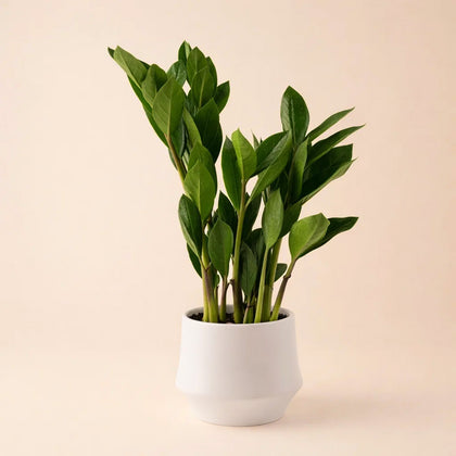 نبتة الزاميا في وعاء سيراميك أبيض