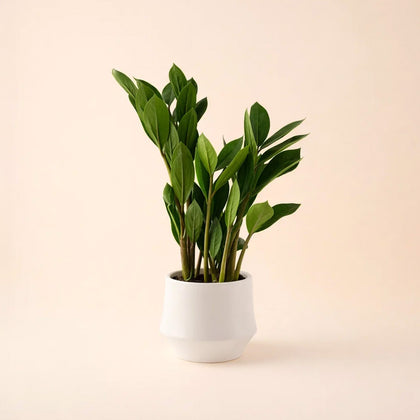 Air Purifying Zamia Plant in White Ceramic Pot