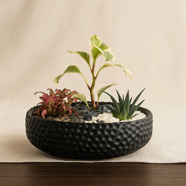 Peperomia White Marble n Indoor Plants