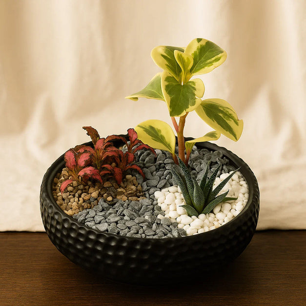 Peperomia White Marble n Indoor Plants