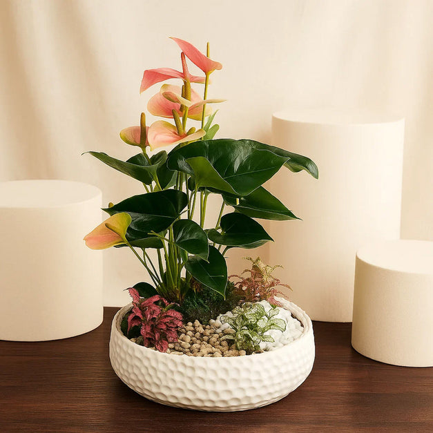 حديقة أنثوريوم و نباتات فيتونيا