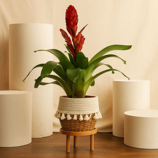 نبتة جوزمانيا الحمراء في أصيص أنيق