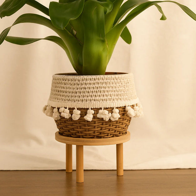 نبتة جوزمانيا الحمراء في أصيص أنيق