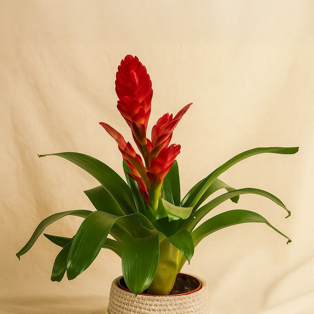 نبتة جوزمانيا الحمراء في أصيص أنيق