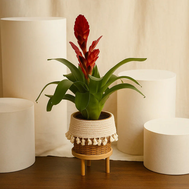 نبتة جوزمانيا الحمراء في أصيص أنيق