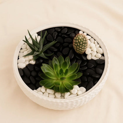Mini Cactus & Succulent Planter