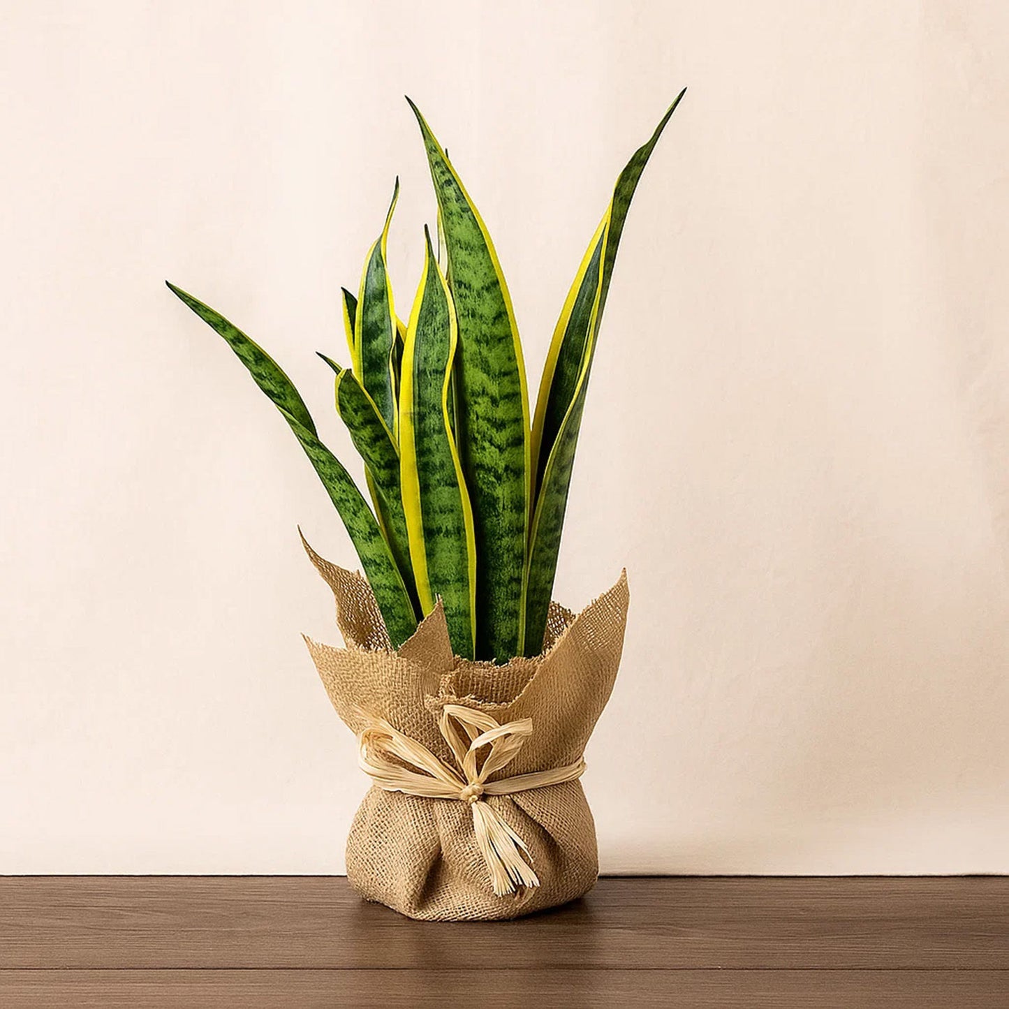 Snake Plant In Jute Wrap 