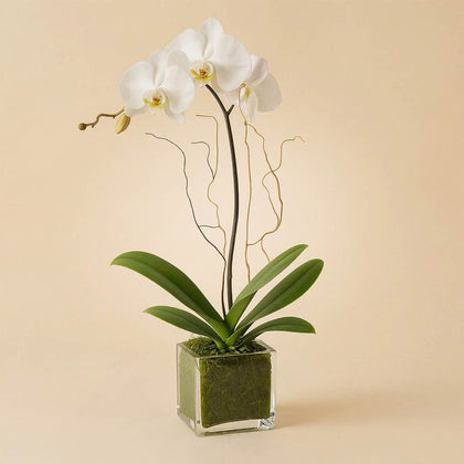 نبتة الأوركيد الأبيض في فازة زجاجية