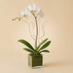 White Orchid Plant In Glass Vase