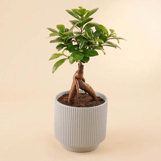 Bonsai Plant Ceramic Pot