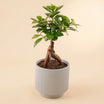 Bonsai Plant Ceramic Pot