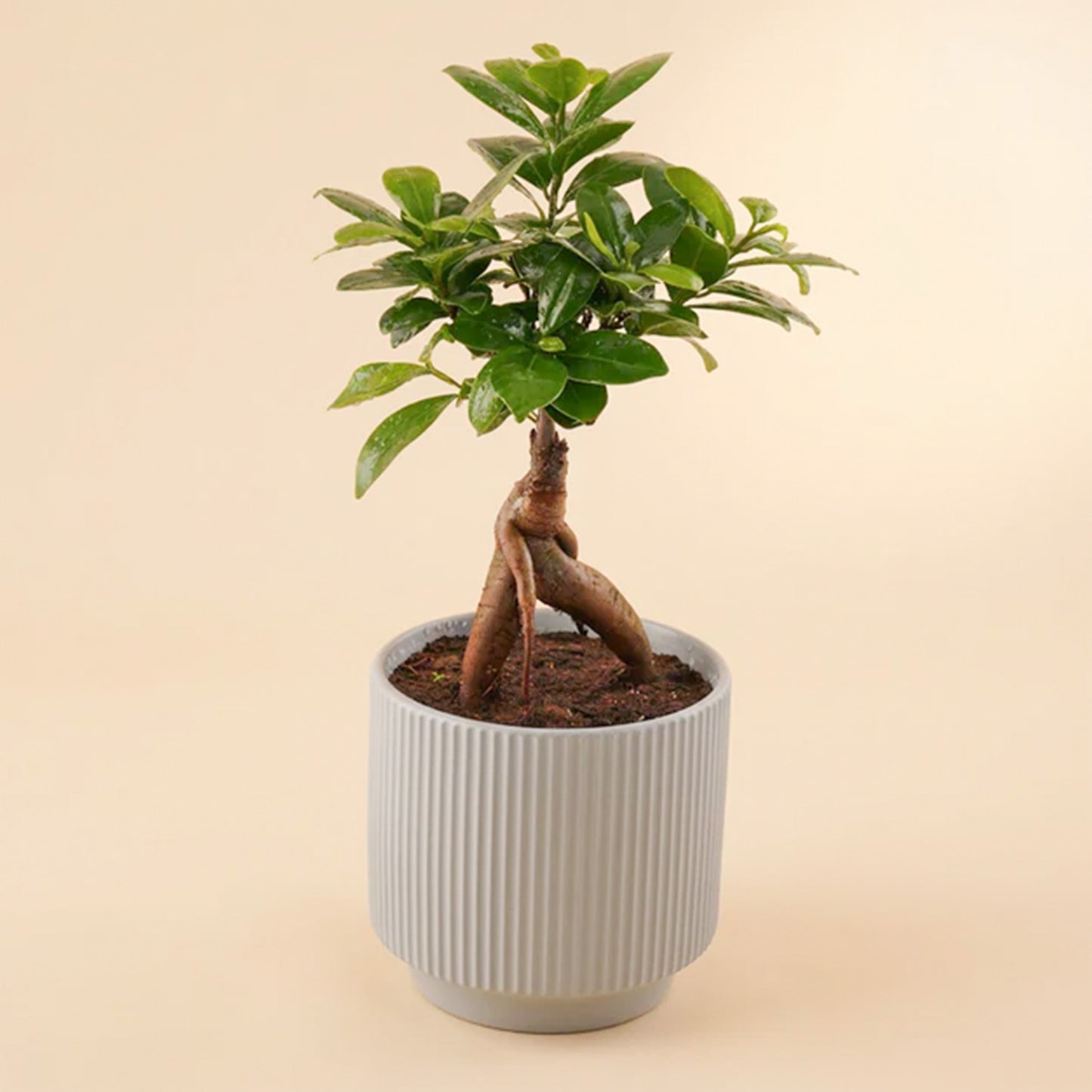 Bonsai Plant Ceramic Pot