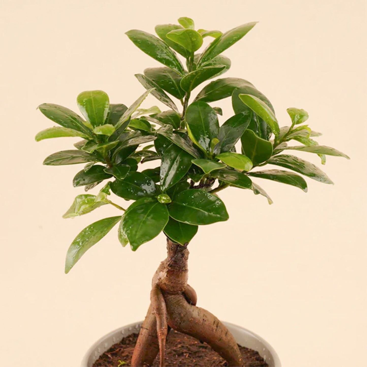 Bonsai Plant Ceramic Pot