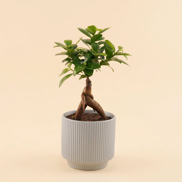Bonsai Plant Ceramic Pot