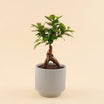 Bonsai Plant Ceramic Pot
